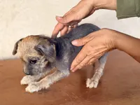 Trixie, a female Xoloitzcuintli for sale in Maricopa, AZ – Photo 8 of 9