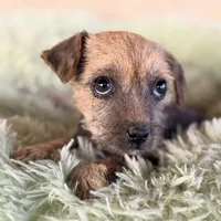 Trixie, a female Xoloitzcuintli for sale in Mesa, AZ – Photo 1 of 9