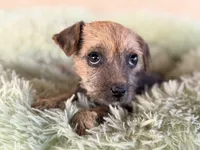 Trixie, a female Xoloitzcuintli for sale in Maricopa, AZ – Photo 1 of 9
