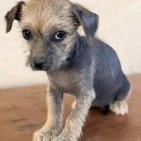 Trixie, a female Xoloitzcuintli for sale in Mesa, AZ – Photo 4 of 9