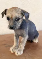 Trixie, a female Xoloitzcuintli for sale in Maricopa, AZ – Photo 4 of 9