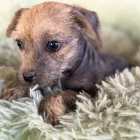 Trixie, a female Xoloitzcuintli for sale in Mesa, AZ – Photo 9 of 9