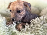 Trixie, a female Xoloitzcuintli for sale in Maricopa, AZ – Photo 9 of 9