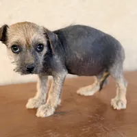 Trixie, a female Xoloitzcuintli for sale in Mesa, AZ – Photo 6 of 9