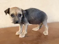 Trixie, a female Xoloitzcuintli for sale in Maricopa, AZ – Photo 6 of 9