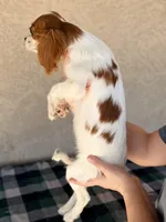 Tulie AKC, a female Cavalier King Charles Spaniel for sale in Maricopa, AZ – Photo 4 of 4