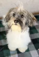 Rosalie AKC, a female Havanese for sale in Maricopa, AZ – Photo 1 of 3