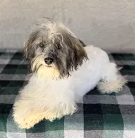 Rosalie AKC, a female Havanese for sale in Maricopa, AZ – Photo 3 of 3