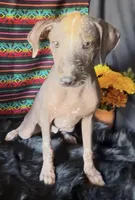 Fiona, a female Xoloitzcuintli for sale in Mesa, AZ – Photo 9 of 9