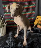 Fiona, a female Xoloitzcuintli for sale in Mesa, AZ – Photo 8 of 9