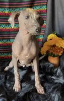 Fiona, a female Xoloitzcuintli for sale in Mesa, AZ – Photo 6 of 9