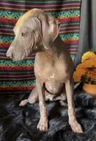 Fiona, a female Xoloitzcuintli for sale in Mesa, AZ – Photo 2 of 9