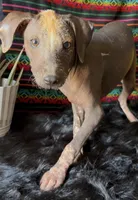 Fiona, a female Xoloitzcuintli for sale in Mesa, AZ – Photo 5 of 9