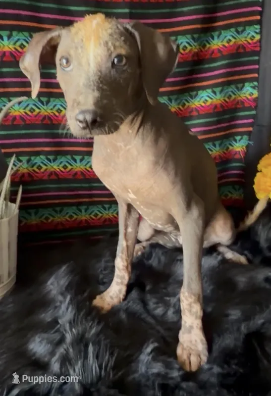 Fiona – Xoloitzcuintli puppy for sale in Mesa, AZ