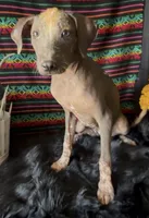 Fiona, a female Xoloitzcuintli for sale in Mesa, AZ – Photo 1 of 9