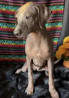 Fiona, a female Xoloitzcuintli for sale in Mesa, AZ – Photo 3 of 9