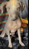 Fiona, a female Xoloitzcuintli for sale in Mesa, AZ – Photo 7 of 9