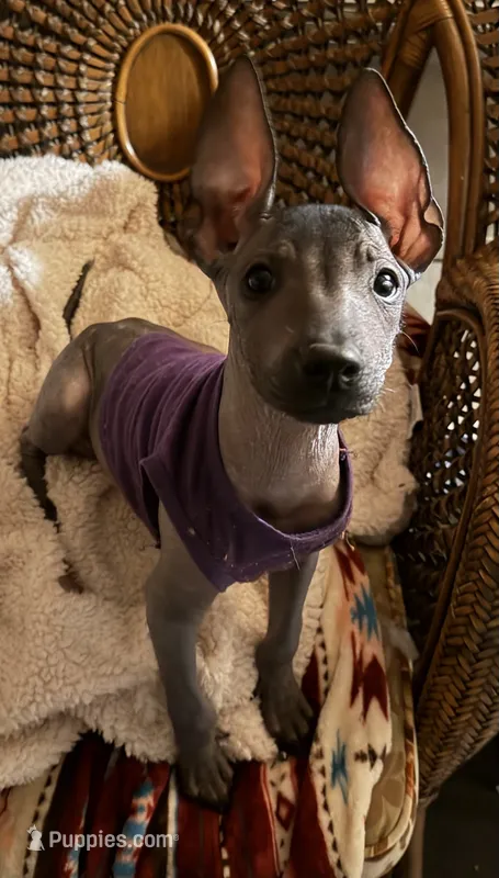 AKC Francis Standard Xolo – Xoloitzcuintli puppy for sale in Mesa, AZ
