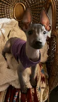 Purebred Francis Standard Xolo, a male Xoloitzcuintli for sale in Mesa, AZ – 1 of 7