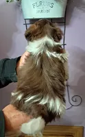 Rusty, a male Shih Tzu for sale in Durand, IL – 4 of 9