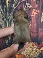 Jason, a male Shih Tzu for sale in Durand, IL – 2 of 3
