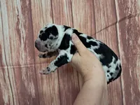 AKC Harvey, a male Great Dane for sale in Durand, IL – Photo 3 of 3