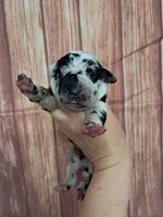 AKC Harvey, a male Great Dane for sale in Durand, IL – Photo 1 of 3