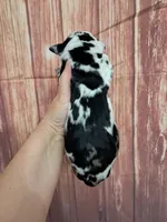 AKC Harvey, a male Great Dane for sale in Durand, IL – Photo 2 of 3