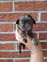 Sadie, a female Shih Tzu for sale in Durand, IL – 2 of 3