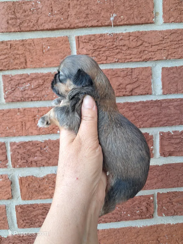 Hailey – Shih Tzu puppy for sale in Durand, IL