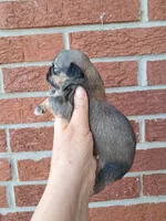 Hailey, a female Shih Tzu for sale in Durand, IL – 1 of 3
