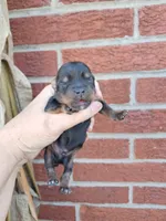AKC Winston, a male Yorkshire Terrier for sale in Durand, IL – 2 of 3