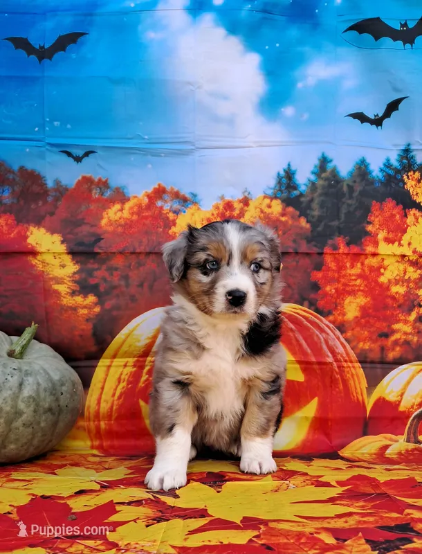 AKC Faith – Australian Shepherd puppy for sale in Durand, IL