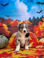 AKC Faith, a female Australian Shepherd for sale in Durand, IL – 1 of 10