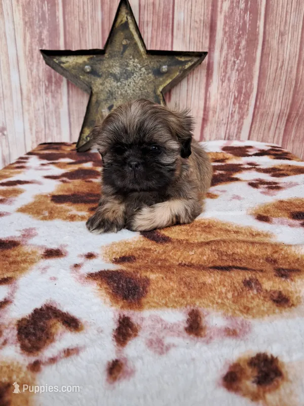 Rustin – Shih Tzu puppy for sale in Durand, IL