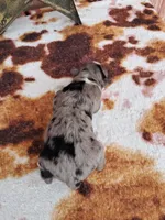 AKC Faith, a female Australian Shepherd for sale in Durand, IL – 2 of 4
