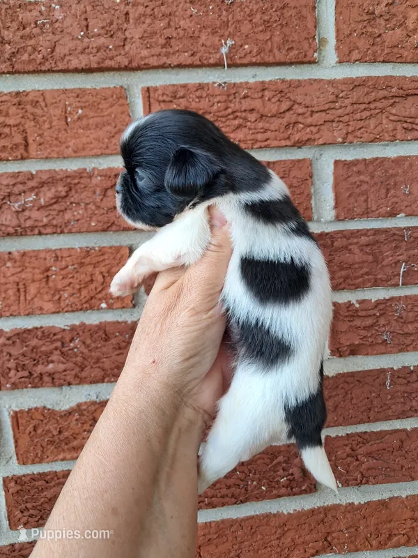 Dottie – Shih Tzu puppy for sale in Durand, IL