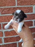 Snickers, a male Shih Tzu for sale in Durand, IL – 2 of 3