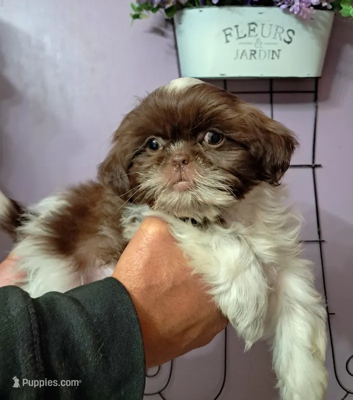 Rusty – Shih Tzu puppy for sale in Durand, IL