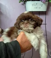 Rusty, a male Shih Tzu for sale in Durand, IL – 1 of 9