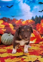 AKC Reba, a female Australian Shepherd for sale in Durand, IL – 6 of 10