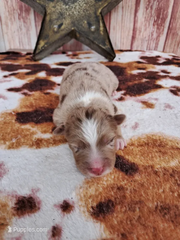 AKC Hank – Australian Shepherd puppy for sale in Durand, IL