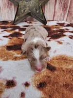 AKC Hank, a male Australian Shepherd for sale in Durand, IL – 1 of 4