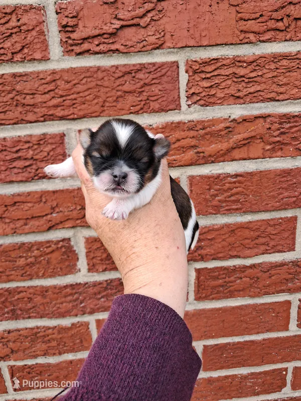 Baxter – Shih Tzu puppy for sale in Durand, IL
