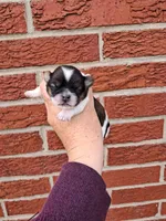 Baxter, a male Shih Tzu for sale in Durand, IL – 1 of 3