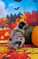 AKC Dolly, a female Australian Shepherd for sale in Durand, IL – 5 of 10