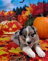 AKC Dolly, a female Australian Shepherd for sale in Durand, IL – 8 of 10