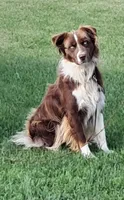 AKC Hank, a male Australian Shepherd for sale in Durand, IL – 4 of 4