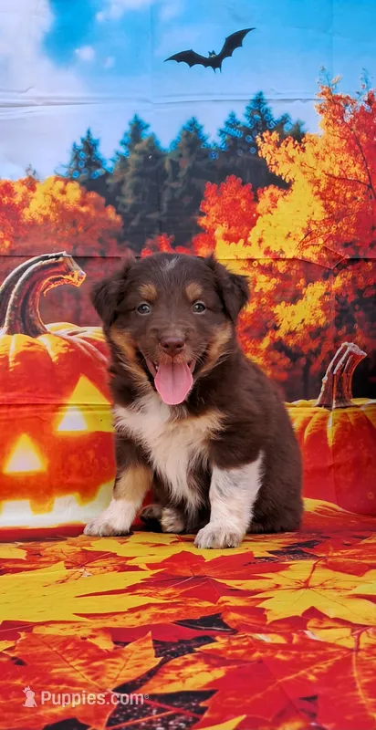 AKC Reba – Australian Shepherd puppy for sale in Durand, IL