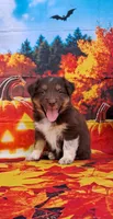 AKC Reba, a female Australian Shepherd for sale in Durand, IL – 2 of 10